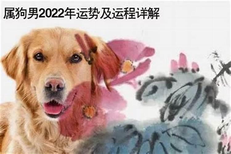 1982年的狗2020年运势