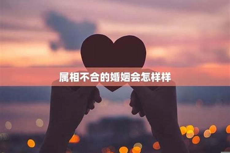 属相不合结婚会怎样