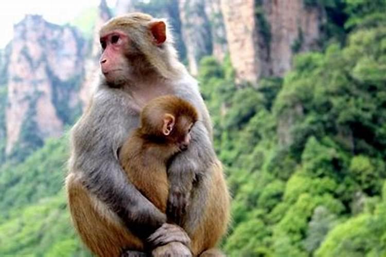 属猴和属什么合婚