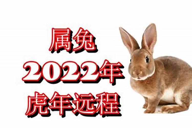 虎年属兔运势2022年运势12生肖运势免费