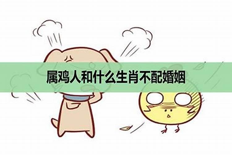 属鸡人不能和什么生肖人结婚