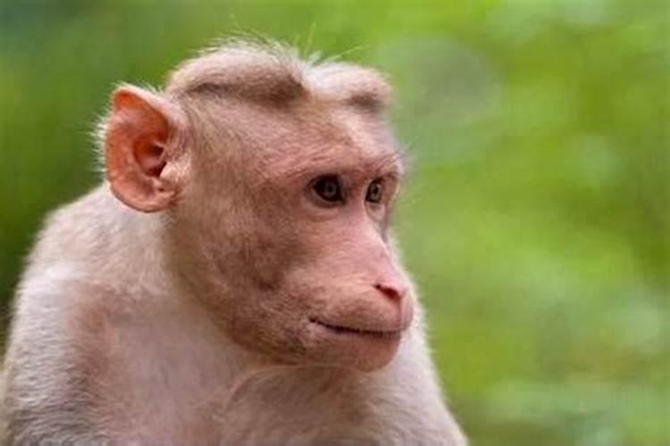 2022年犯太岁的猴子佩戴什么生肖