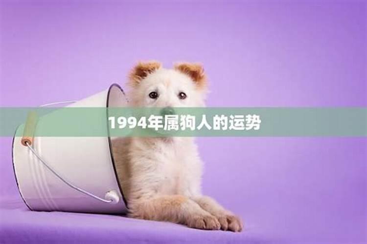 94年男狗今年运势怎样