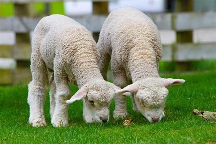 羊和狗的属相适合结婚吗