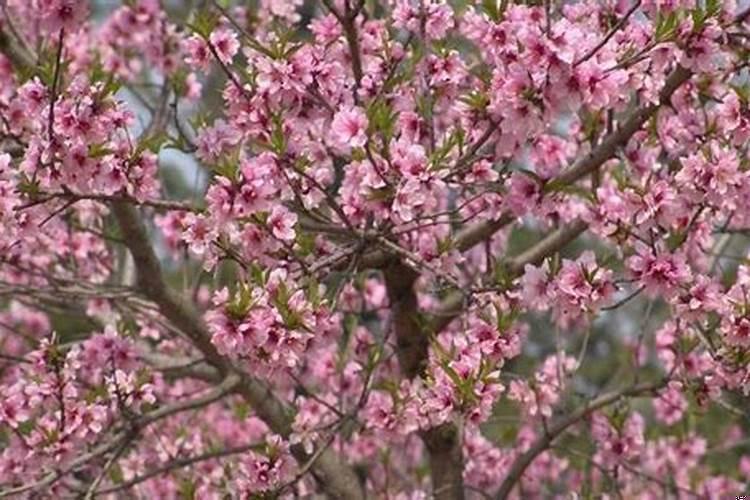 桃花运里桃花命