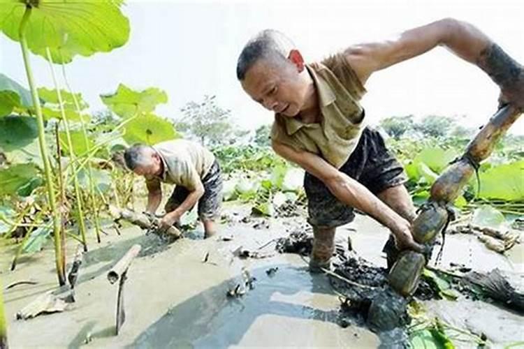 地里挖出太岁是怎么回事