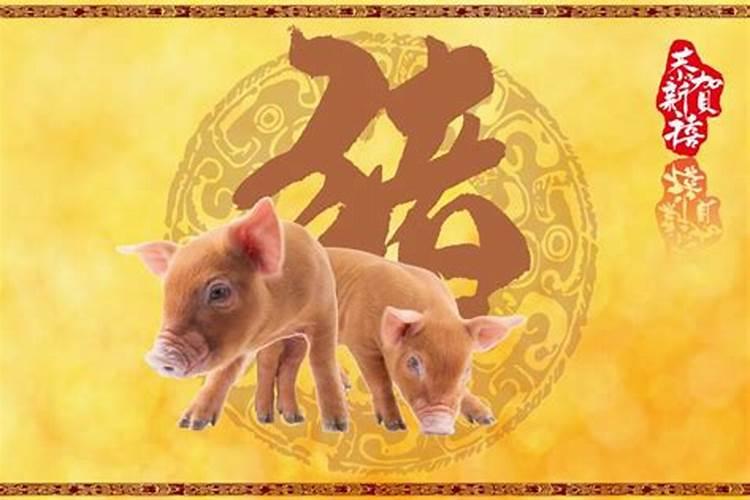 属猪今年运势如何2020