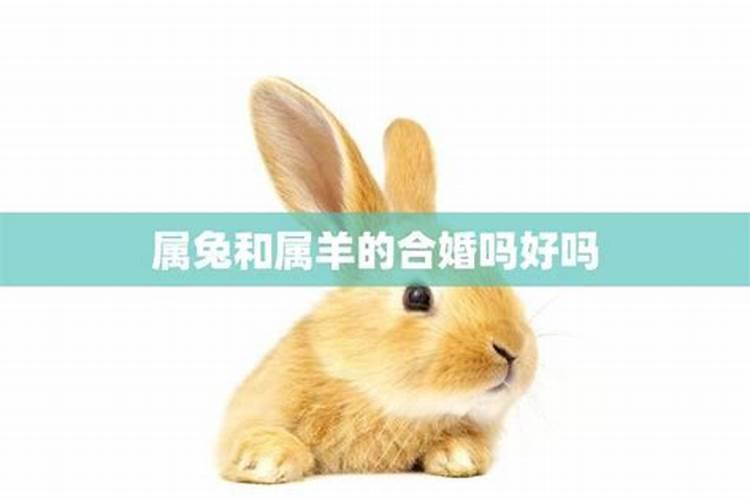 属狗的今年会结婚吗男孩