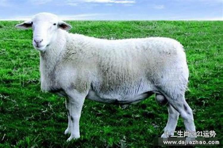 79年羊在2022年每月运势