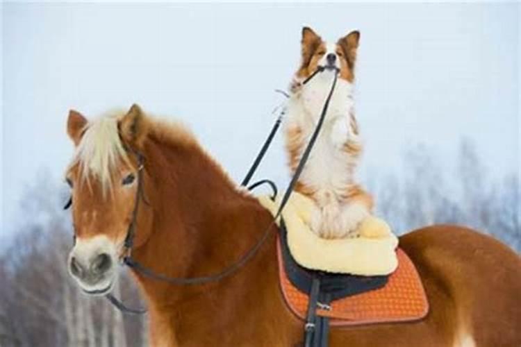 属马的和属狗的合不合适生活在一起