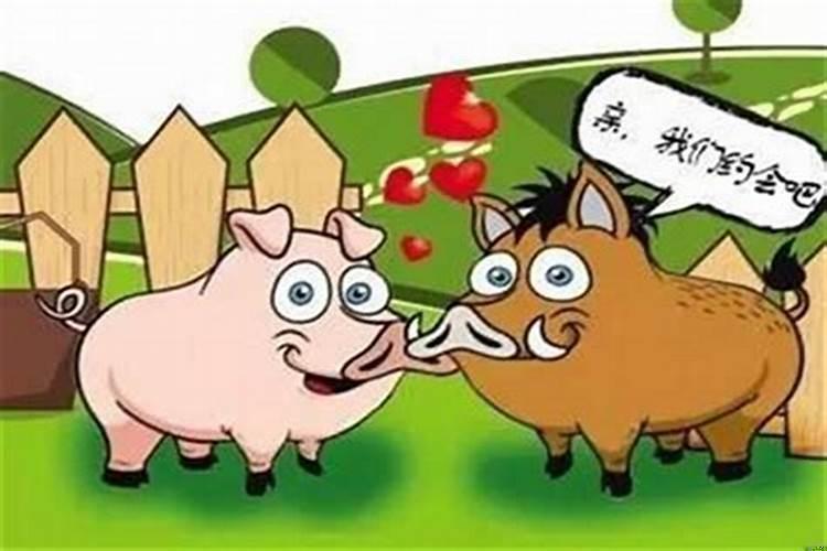 牛和猪属相相合吗
