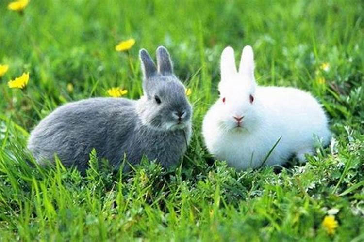 女兔和男鼠婚配合适吗