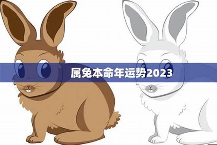 2023属兔本命年健康运势如何