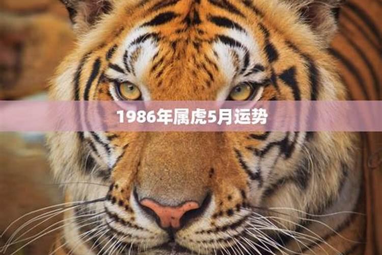 1986年属虎运程2021年