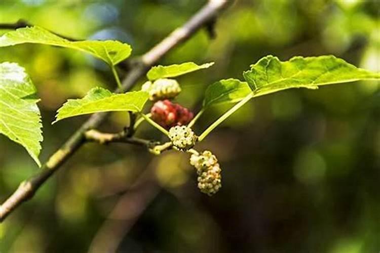 算命怎么看桃花