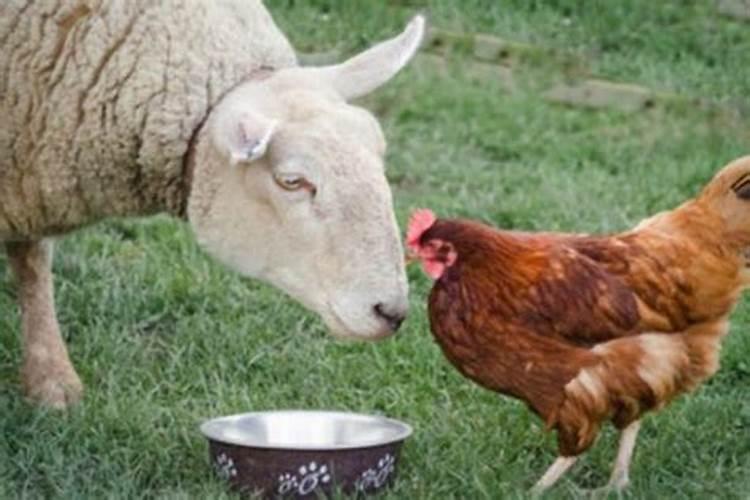 鸡和羊的婚姻合适吗