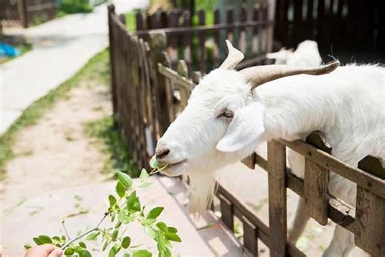 命硬是什么意思,道教如何解释命硬