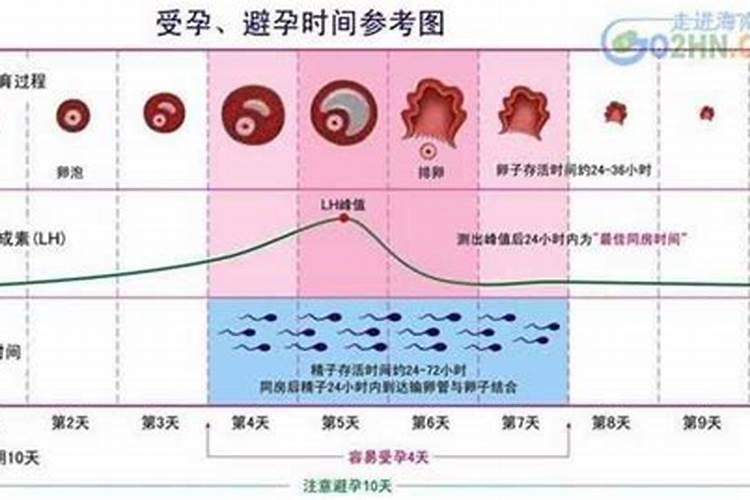 属兔人今年怀孕几率有多大了