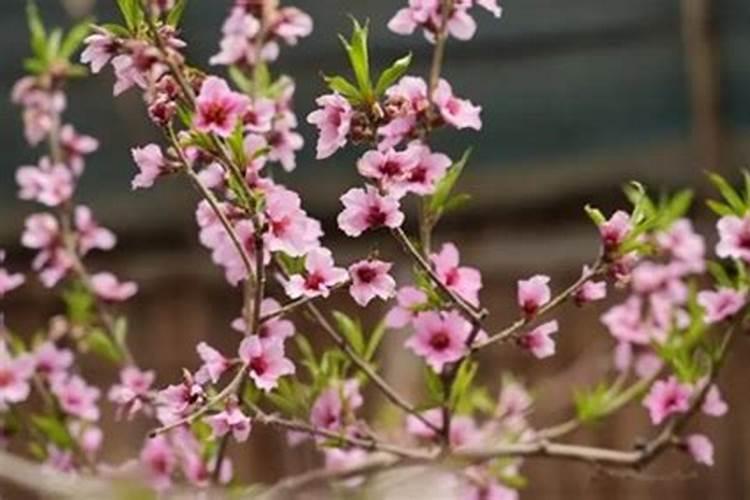 什么招桃花最灵