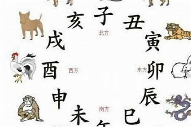 属猪和属蛇的八字合吗