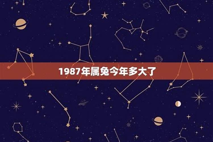 属兔今年多大年龄1975