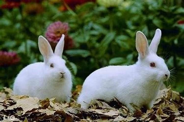 1999属兔男和1999属兔女婚配