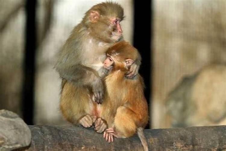属猴和属鼠的婚姻怎么样好吗