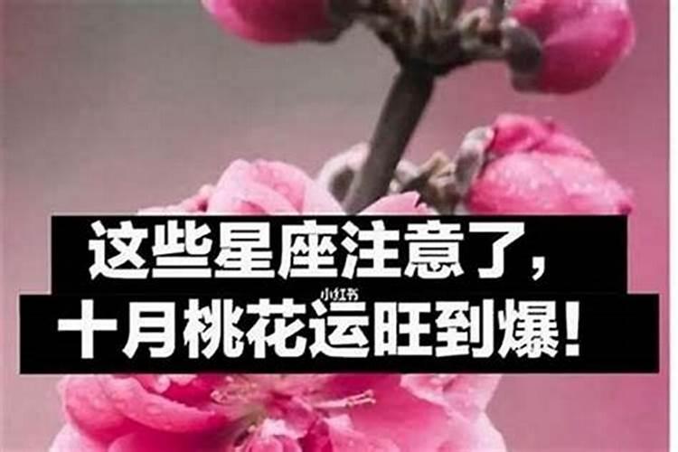 今年桃花运的生肖有哪些