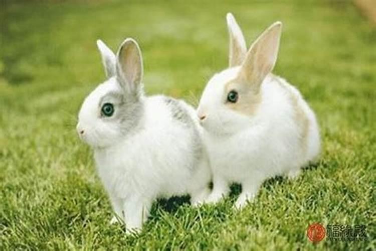 男兔女兔可以结婚吗婚姻如何