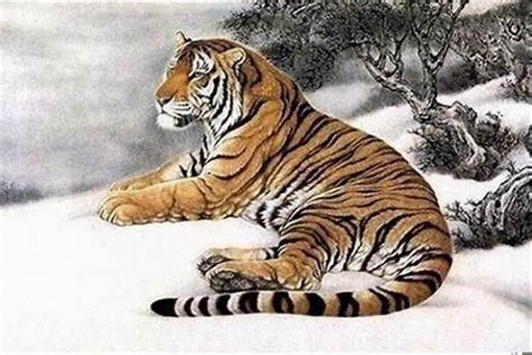 属虎的24岁是哪一年出生的呢