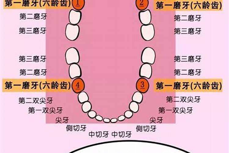 太岁会不会长大