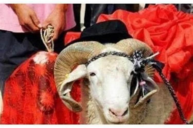 属羊和属鸡结婚日子