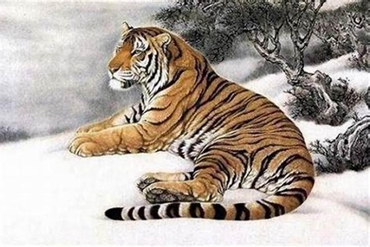 24岁属虎是什么年份出生的