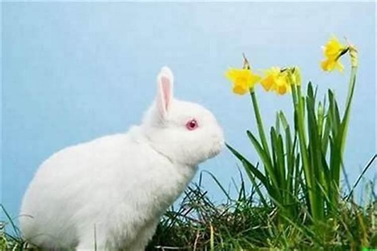 兔和兔本命年能结婚吗