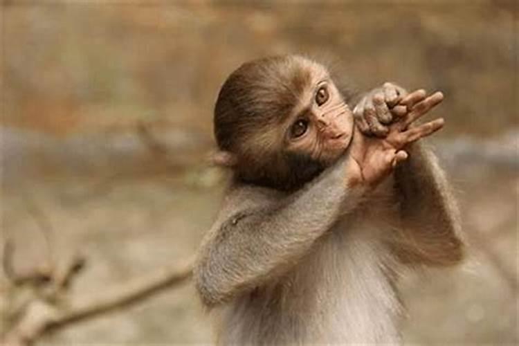 属猴的同龄可以结婚吗