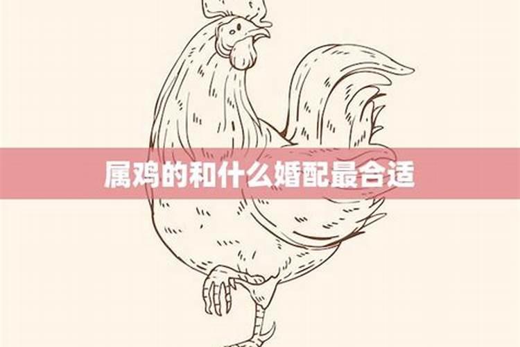 属鸡的和什么合