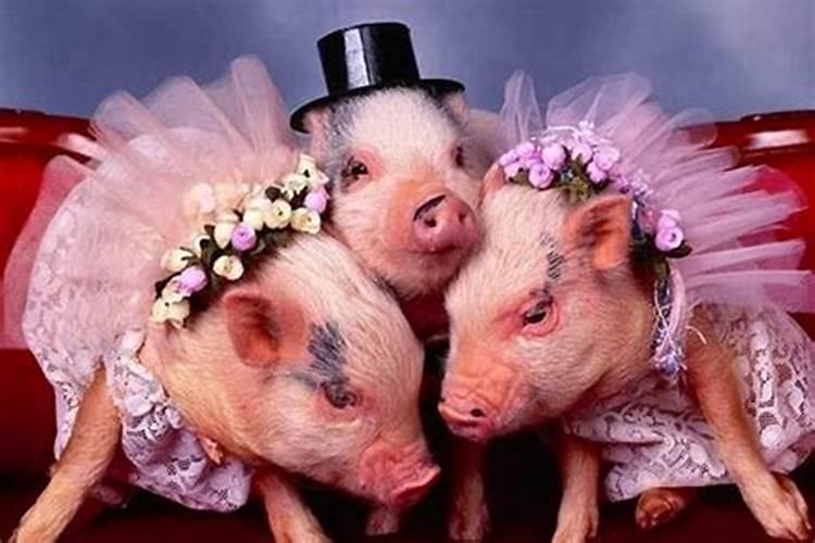 生肖猪和生肖猪可以结婚吗