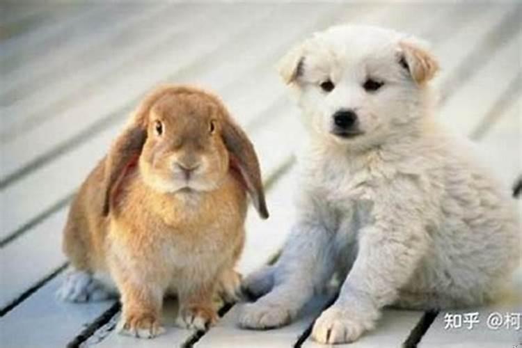 兔子与兔子婚配好吗