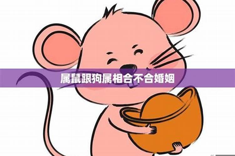 属鼠跟鼠属相合不合