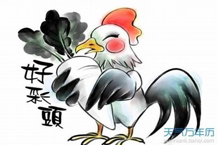 为什么属鸡不好