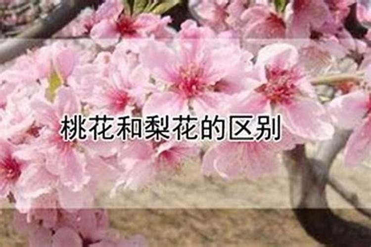 流年怎么看桃花运