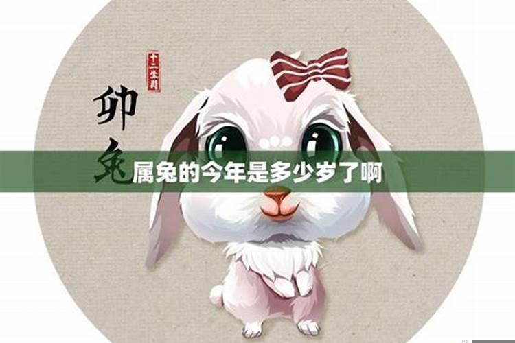 属兔今年会怀孕吗