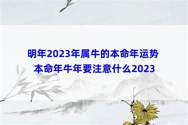 牛年本命年注意什么身体状况