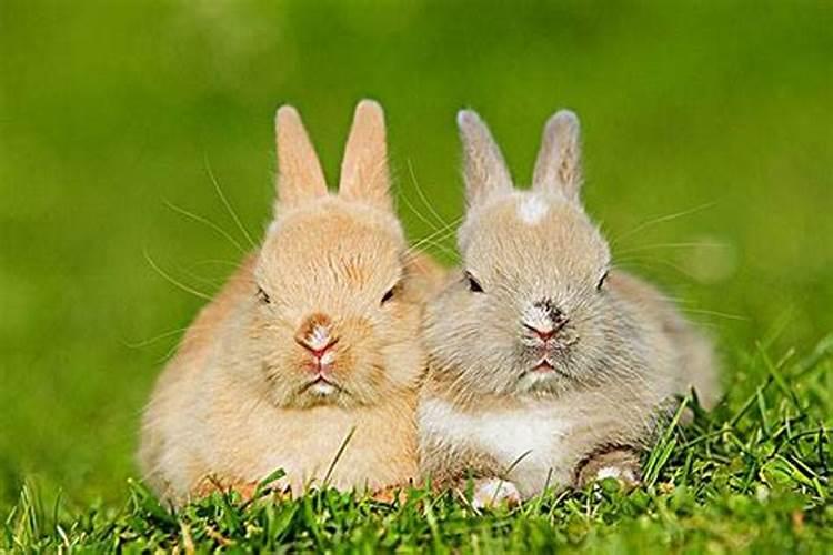 属兔和兔子相冲吗