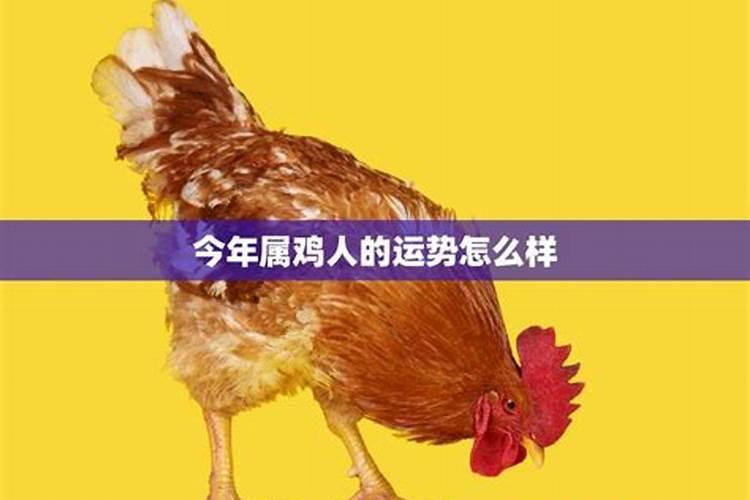 今年属鸡的运气如何2021年