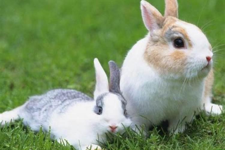 兔与狗婚配合适吗
