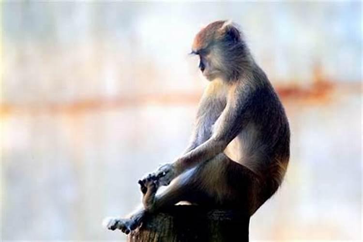 猴子跟什么属相比较配婚姻