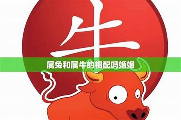 属兔结婚配哪个属相最为好