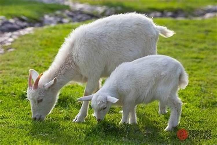 五月羊和六月猪合婚吗怎么样
