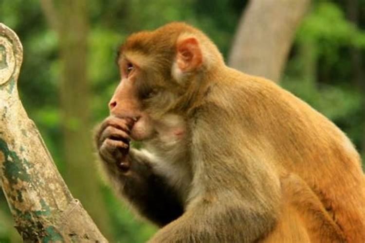 2022年属猴人犯太岁吗?